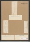 Diatomeae indet. (de-Toni-Nr.: Species 1373) Zeichnungen Sammlung Grunow Nr. 2501 (NHMW-BOT-W0369826)